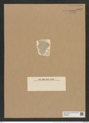 Coscinodiscus radiatus var. glacialis Grun. (de-Toni-Nr.: Genus 202, Species 4972) Zeichnungen Sammlung Grunow Nr. 8583 (NHMW-BOT-W0378232)